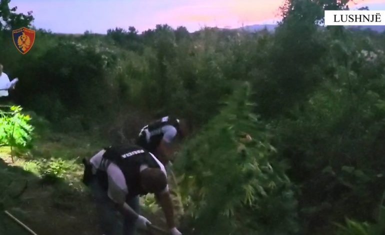 KISHIN MBJELLË KANABIS NË NJË PARCELË/ Arrestohen 4 persona në Lushnje, mes tyre edhe babë e bir