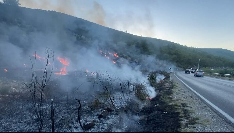 BILANCI I ZJARREVE NË LEZHË/ Gjatë verës u shkrumbuan 150 hektarë pyje! Dëmet më të mëdha në Laç
