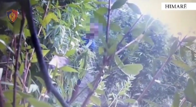 KULTIVUAN 31 BIMË KANABISI NË LUKOVË/ 2 të arrestuar dhe 1 i shpallur në kërkim
