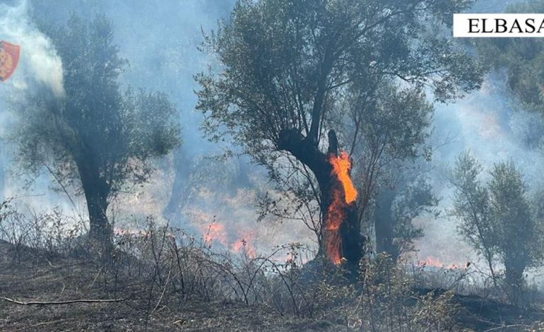 NDEZI ZJARR PËR DJEGJEN E SHKURREVE, POR DOGJI…/ Pranga 51-vjeçarit në Elbasan