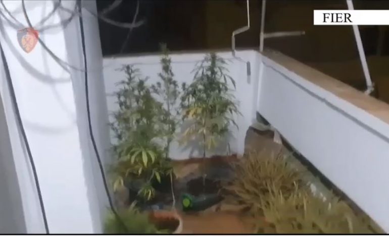 OPERACION ANTIDROGË/ Sekuestrohen mbi 12 mijë fara kanabis në Fier, arrestohet 29-vjeçari
