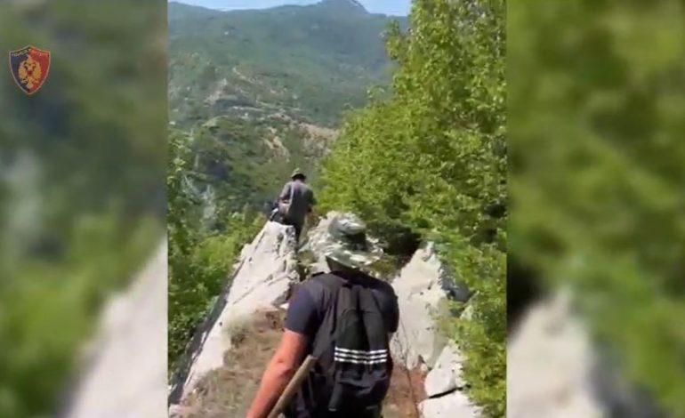 MEGAOPERACIONI ANTI-DROGË/ Asgjësohen rreth 6 mijë bimë kanabis në disa qytete në veri, shpallen në kërkim 3 persona