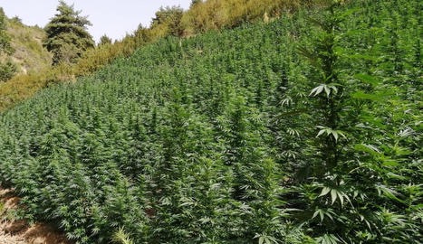 U GJETËN BRENDA PLANTACIONIT TË KANABISIT/ Arrestohet një shqiptar në Spanjë, shpallet në kërkim tjetri