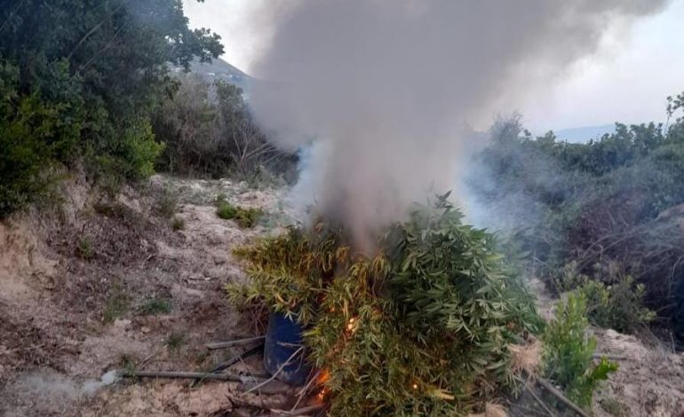 EMRI/ Në kërkim për kultivim droge, arrestohet 18-vjeçari në Mallakastër