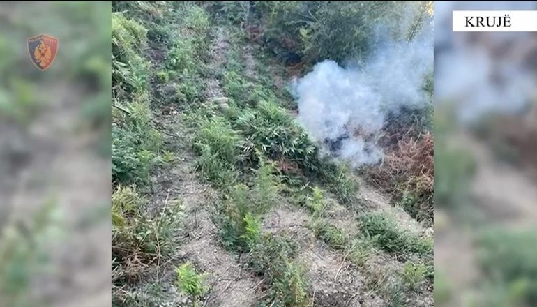 OPERACIONI “TERRITOR” I PASTËR NË KRUJË/ Asgjësohen 328 rrënjë kanabis, nuk dihen autorët
