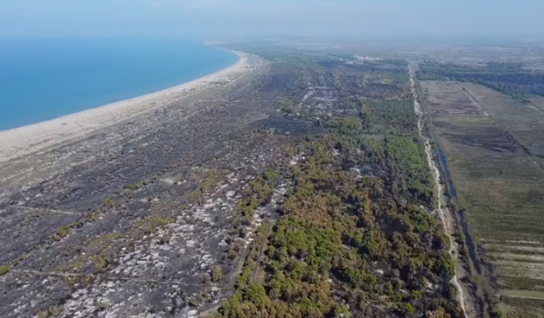 KATASTROFË MJEDISORE/ Hektarë të tërë me pyje të djegura, ja çfarë ka mbetur pas zjarrit në masivin pyjor Pishporo-Darëzezë