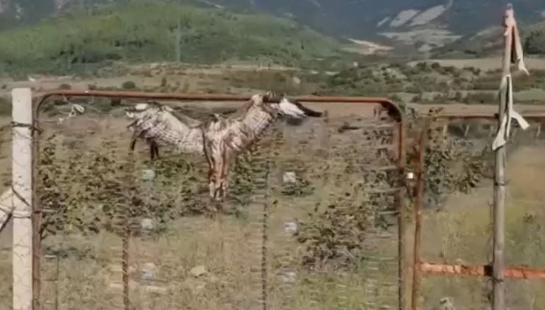 EMRI/ Kishte plagosur dhe lidhur shqiponjën për ta balsamosur, arrestohet i riu