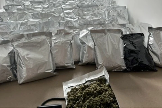 DETAJET/ Policia gjermane: Në një vit kemi sekuestruar 11 plantacione kanabisi, 23 shqiptarë janë arrestuar