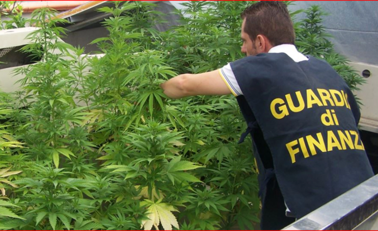 “SHTËPI BARI” ME QINDRA BIMË NARKOTIKE”/ Si u zbuluan pronarë shqiptarë të plantacionit