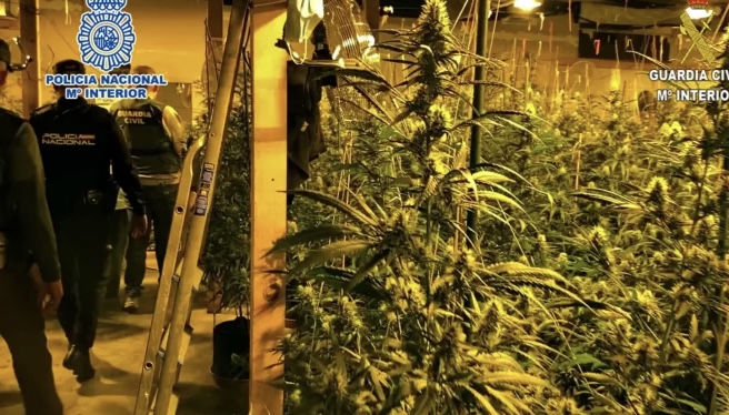 AKSION ANTI-DROGË NË SPANJË/ Policia zbulon plantacione me marijuanë, pranga 8 shqiptarëve