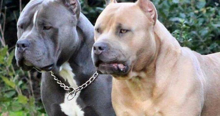 SULMOHET NGA DY QENË PITBULL/ I moshuari nga Durrësi dërgohet me urgjencë në spital