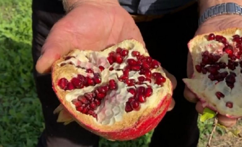KONSIDEROHET SI “MBRETËRESHA E VJESHTËS”/ 4 sëmundjet që lufton konsumimi i shegës çdo ditë