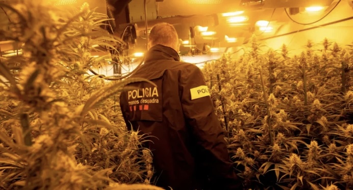 GODITET ORGANIZATA KRIMINALE/ Policia spanjolle shkatërron grupin shqiptaro-serb për kultivimin e kanabisit
