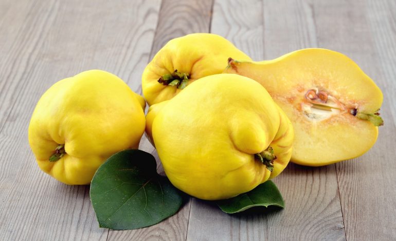 GJITHÇKA RRETH FTOIT/ Fruti i stinës dhe vetitë e mrekullueshme kuruese