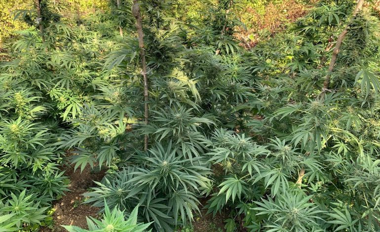 DYSHOHET SE I PËRKISTE NJË GRUPI KRIMINAL/ Zbulohen 32.7 kg kanabis në një zonë të pyllëzuar në Shkodër