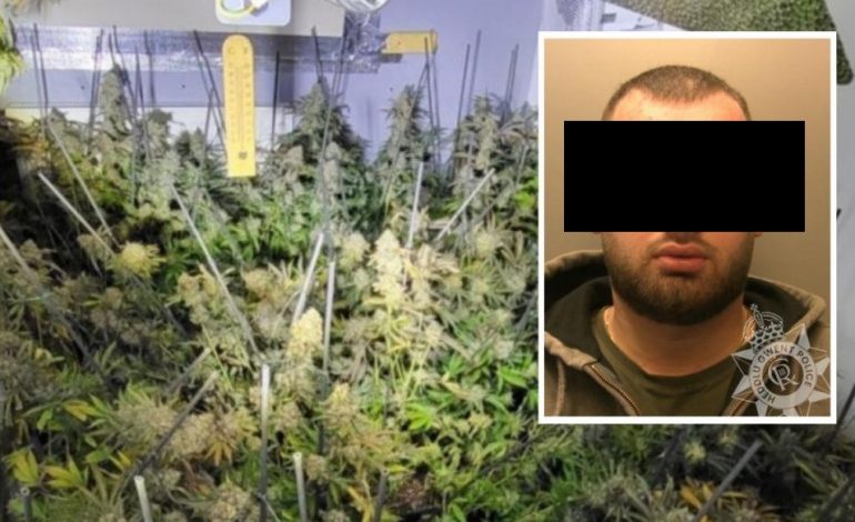 KAPET NË SHTËPI BARI/ 23-vjeçari shqiptar arrestohet teksa kujdesej për hashashin me vlerë mbi 250 mijë paund