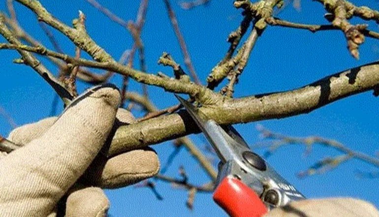 E TRISHTË/ Po krasiste pemët, rrëzohet dhe humb jetën punonjësi i bashkisë në Peqin