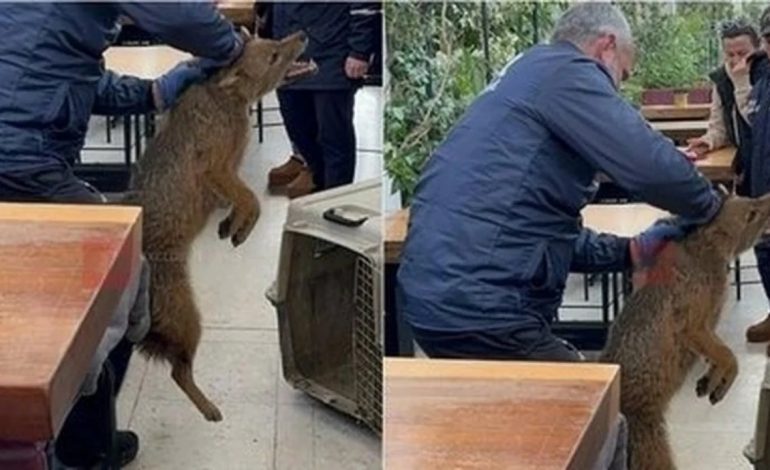 E PAZAKONTË/ Çakalli zbret në mes të Tiranës, kapet në shkallët e Teatrit të Operas dhe Baletit