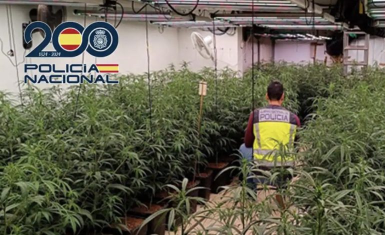KULTIVUAN 940 BIMË MARIJUANË NË BANESË/ Arrestohen dy shqiptarë në Spanjë. Hetimet nisën kur hetuesit mësuan se…