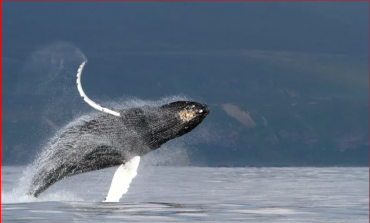 STUDIMI/ Misteri i këngës së balenës zgjidhet nga shkencëtarët
