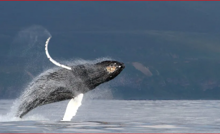 STUDIMI/ Misteri i këngës së balenës zgjidhet nga shkencëtarët
