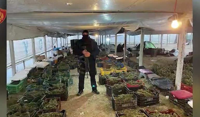 SERAT ME KANABIS NË BERAT/ Lëshohen 9 urdhër-arreste, 6 në pranga dhe 3 në kërkim