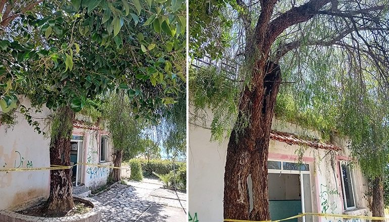 FOTOLAJM/ Zjarri në ‘Bar Lulishte Butrinti’, shpëton pema e mbjellë nga Naim Frashëri