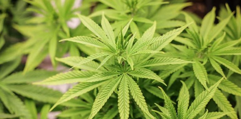E PËSOJNË KEQ/ Zbulohet plantacioni i kanabisit në Gjermani, arrestohen 2 shqiptarë