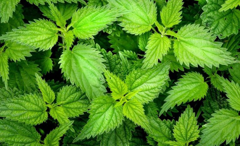 JU DUHET PATJETËR/ Hithra sa përvëluese aq shëruese, si ta përdorni për shëndet të mirë