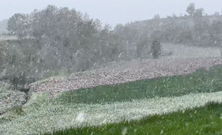 ULJE TEMPERATURASH/ Bora mbulon Dibrën, shkaktohen dëme në frutikulturë (VIDEO)