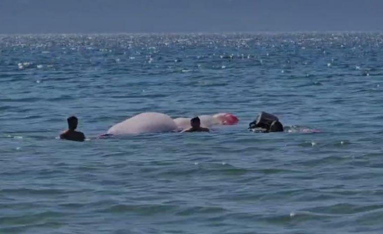 E RËNDË/ Humb kontrollin, përfundon në det parashutisti në Vlorë