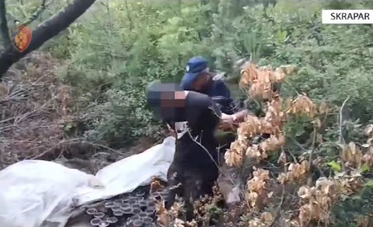 E PËSON KEQ/ Kultivoi në mes të pyllit kanabis, arrestohet 27-vjeçari në Skrapar