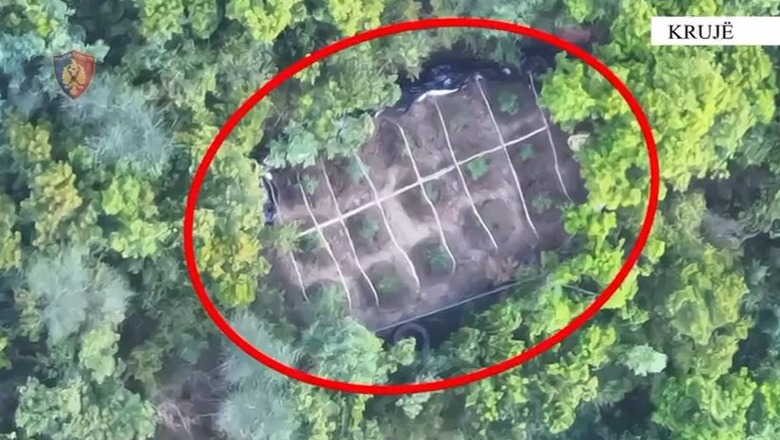 PAMJET/ Droni ‘kap’ parcelat me kanabis në mes të pyllit, pranga 53-vjeçarit në Krujë