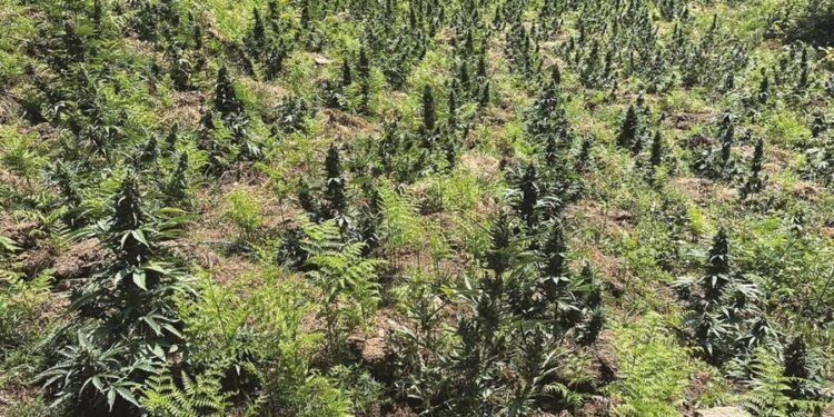 E PËSOJNË KEQ/ Kishin parcelë me 1000 rrënjë kanabis në Greqi, pranga 4 shqiptarëve