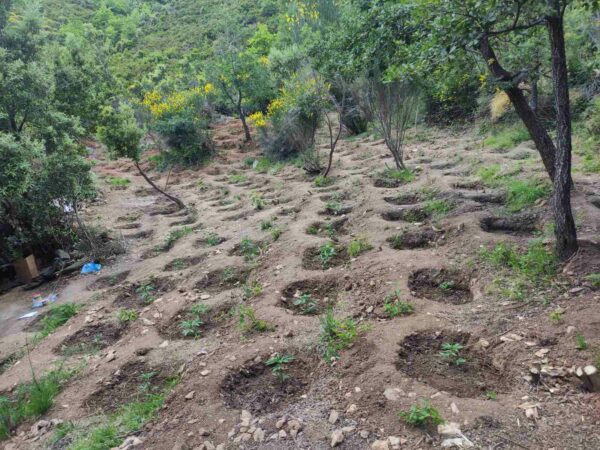 EMRAT/ Lazaratasi ngre ‘plantacionin’ me kanabis në ishullin grek, arrestohet bashkë me tre bashkëpunëtorët
