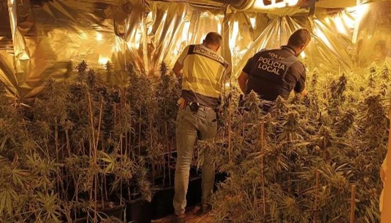 ÇFARË NDODHI NË SPANJË? Arrestohen 8 shqiptarë, policia u gjen nëpër shtëpi mbi 2 mijë rrënjë marijuanë dhe 40 kilogramë sytha
