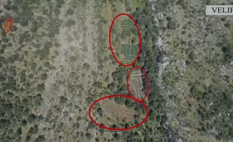 POLICIA AKSION/ Asgjësohen rreth 23 mijë bimë kanabis në Velipojë,shpallen në kërkim tre vëllezër. Nisin hetimet për dy punonjës të OSHEE