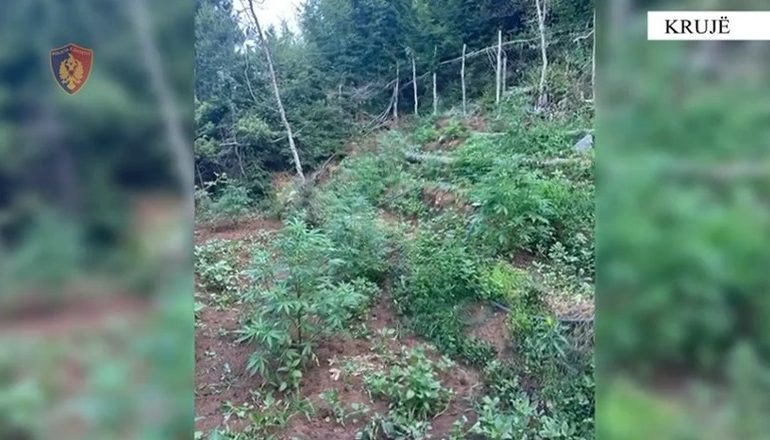 POLICIA AKSION NË KRUJË/ Asgjësohen 1150 fidanë kanabis në fshatrat Burz Mal e Shkretë, nuk dihen kultivuesit