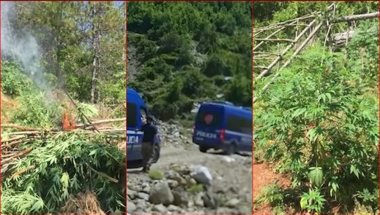 KULTIVUAN KANABIS NË MALËSINË E KRUJËS/ Arrestohen 12 persona, 4 të tjerë në kërkim