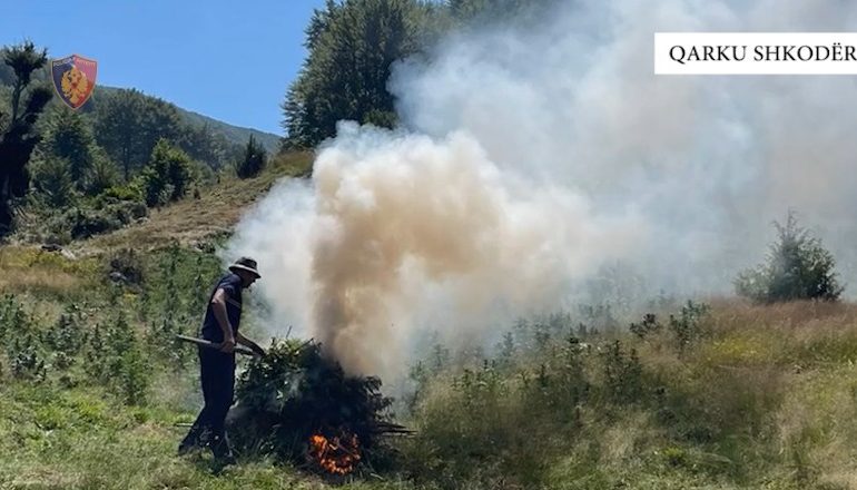 PAMJET/ Asgjësohen 5638 bimë dhe fidanë kanabis në Shkodër, nuk dihen autorët