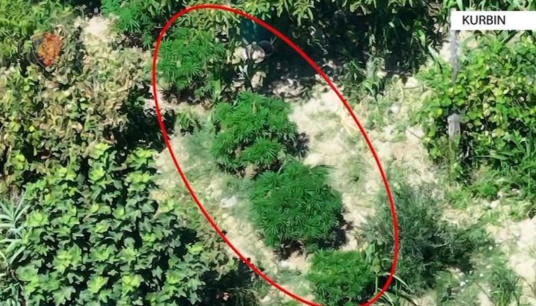 E PËSOJNË KEQ/ Dy kushërinjtë kultivuan kanabis në Kurbin, njëri në pranga, tjetri…