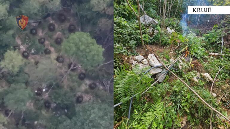 ZBULOHET PARCELA ME KANABIS/ Arrestohet 60-vjeçari në Fushë-Krujë