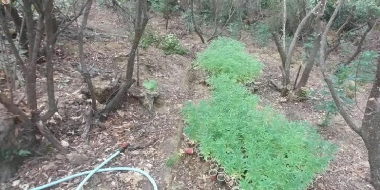 MBILLNIN KANABIS NË MAL/ Zbulohet plantacioni në kufirin greko-shqiptar, asgjësohen mbi 2 mijë bimë