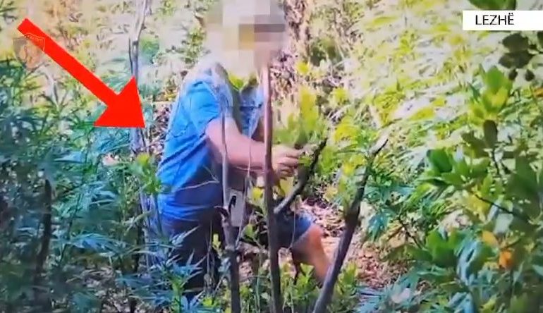 E PËSON KEQ 43-VJEÇARI NË LEZHË/ Kultivonte në pyll bimë kanabisi, kapet në flagrancë