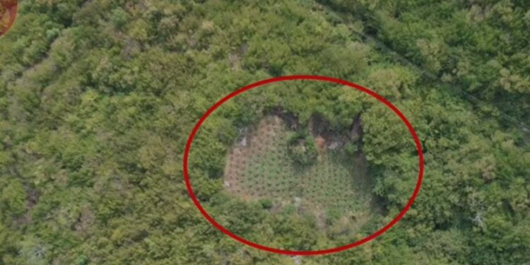 MEGAOPERACION ANTI-DROGË/ Asgjësohen 1790 bimë kanabis, vijon puna për identifikimin e autorëve