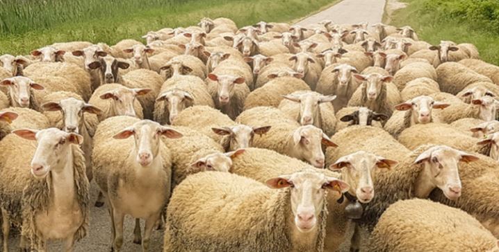 ALARM NGA MURTAJA/ Greqia shtyn masat kufizuese, ndalohet therja dhe importi i kafshëve