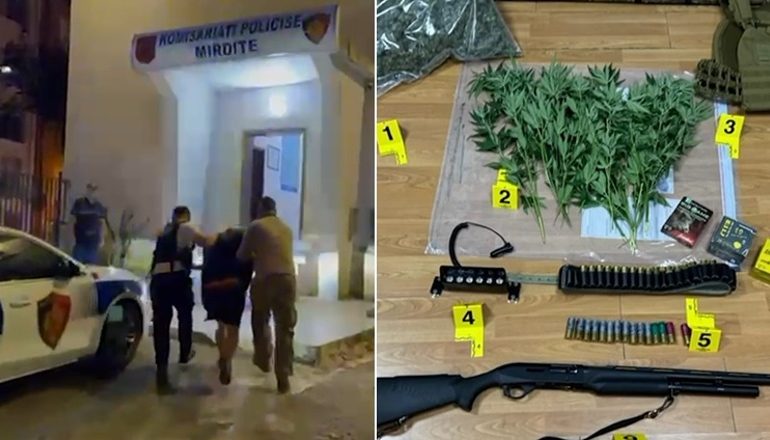 KULTIVONTE BIMË NARKOTIKE NË PYLLIN E MIRDITËS/ Arrestohet 31-vjeçari, në hetim kryeplaku i fshatit! Sekuestrohet 4 kg kanabis