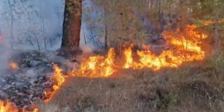 ZJARR I MADH NË TEPELENË/ Me dhjetëra zjarrfikës dhe një helikopter po punojnë për lokalizimin e flakëve