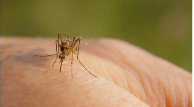 A KA “SHPËRTHIM” TË “ETHEVE TË NILIT” NË SHQIPËRI? Epidemiologët: Janë rreth 3 mijë persona të infektuar