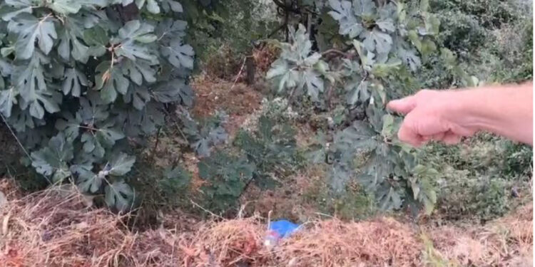 E RËNDË NË KRUJË/ Rrëzohet nga pema, ndërron jetë 45-vjeçari pasi e zë korenti (EMRI)